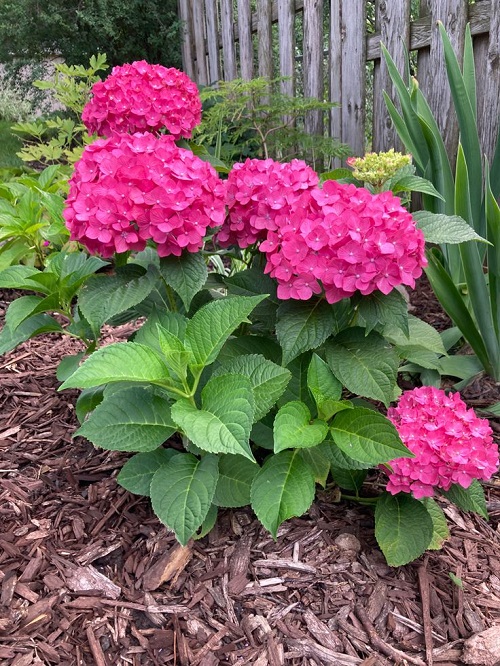 Perennials that Flower in the Shade