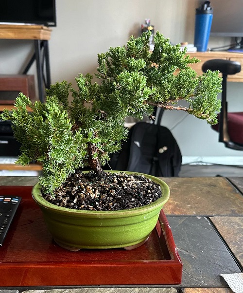 Bonsai Care for Beginners
