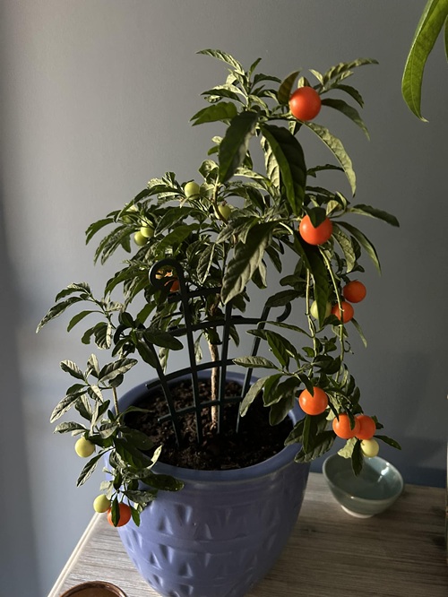 Jerusalem cherry or Christmas cherry, Solanum pseudocapsicum