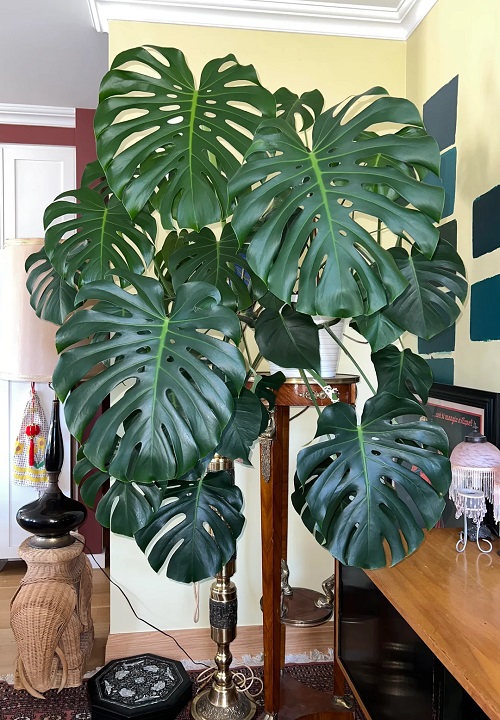 Things You Can Add to the Soil to Make Monstera Grow Faster