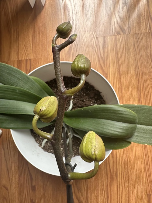 Why Orchid Buds Drop Before Blooming In Summer And How To Prevent It HTGT Why Orchid Buds Drop Before Blooming In Summer And How To Prevent It HTGT