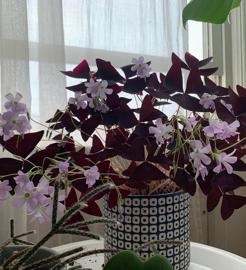 How to Boost Flowering in Oxalis
