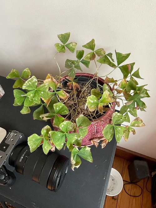 Oxalis Plant Care