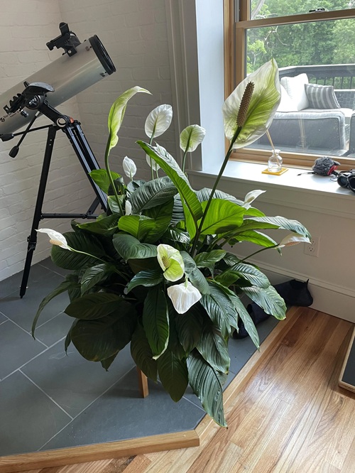 Toxic Houseplants