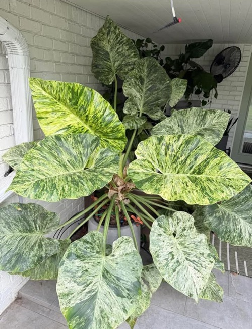 top Toxic Houseplants