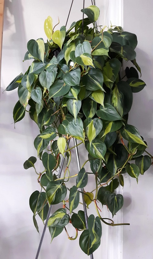 Philodendron hanging basket