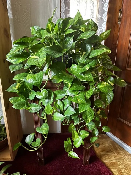 big Pothos indoor
