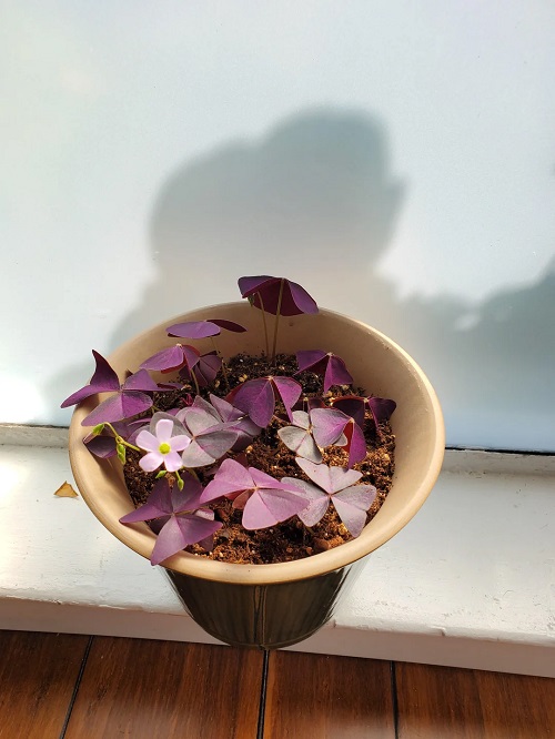 How to Grow a Perfect Oxalis on a Windowsill 2