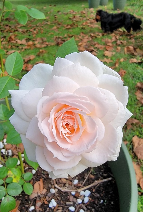 Rosa 'Prairie Star