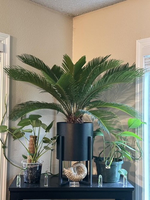 Sago Palm
