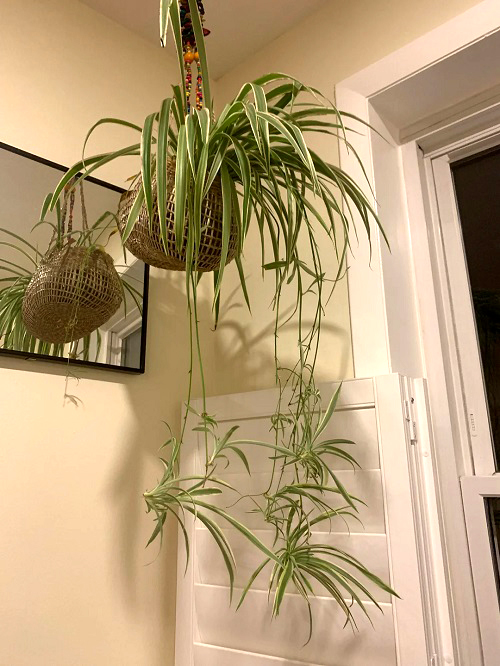 spider plant hanging