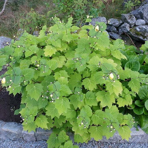 Perennials that Flower in the Shade