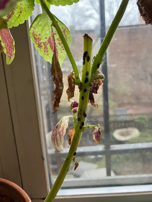 Coleus pests
