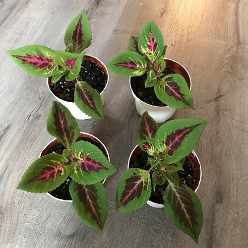 How to Grow Coleus Indoors 2