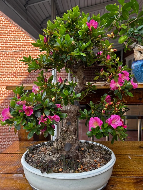 flowering bonsai tree