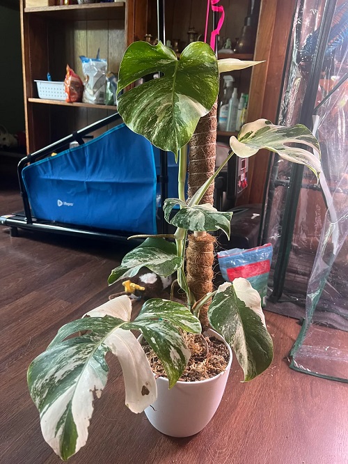 Coco Coir in monstera