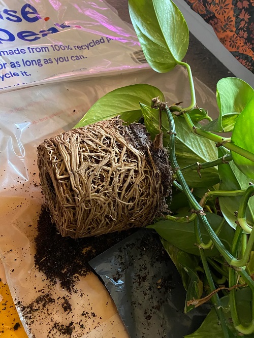 pothos repotting