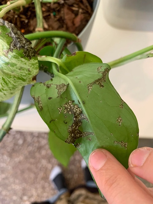 pothos Pests