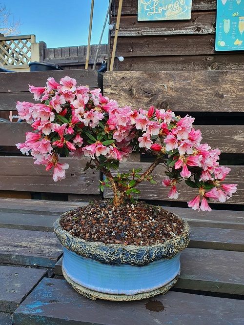 Azalea Bonsai Care and Shaping Guide