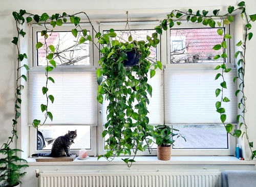 How to Grow a Pothos Curtain that Covers Your Window