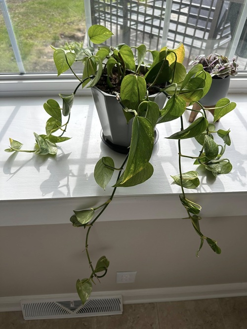 Encourage Growth