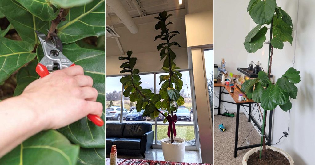 How to Train a Fiddle Leaf Fig into a Indoor Tree ⋆ HTGT