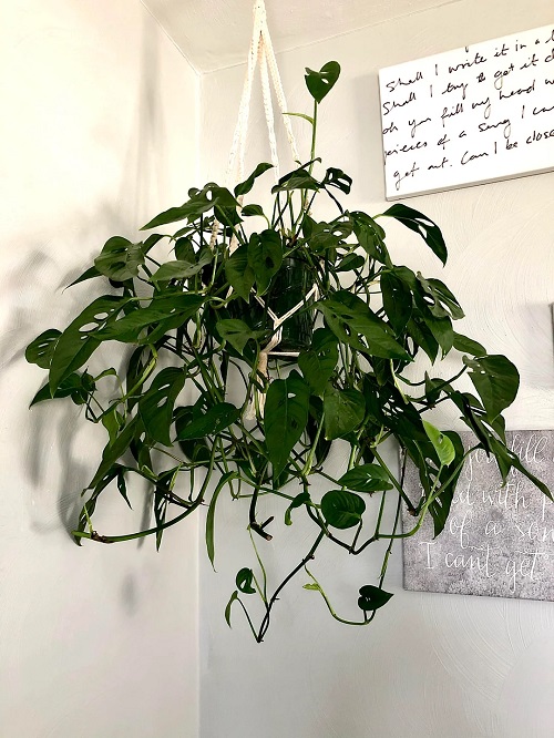 How to Make Monstera Grow as a Hanging Plant Instead of Climbing 2