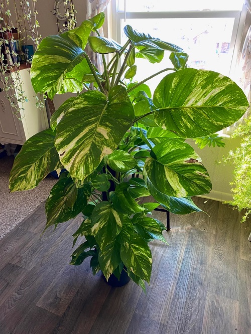 pothos indoor