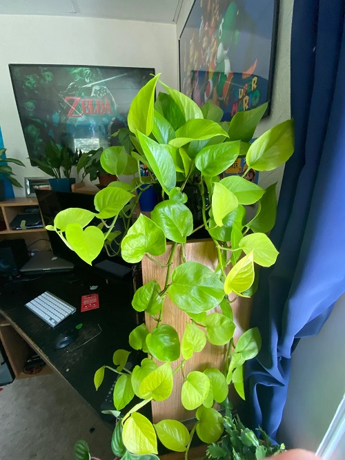 Pothos Not Thriving? Here are 7 Fixes that Never Fail 1