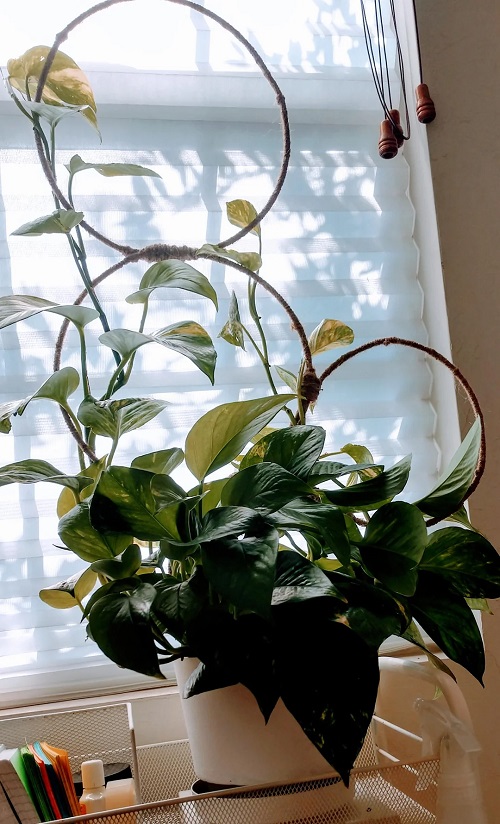 Pothos Not Thriving? Here are 7 Fixes that Never Fail 2