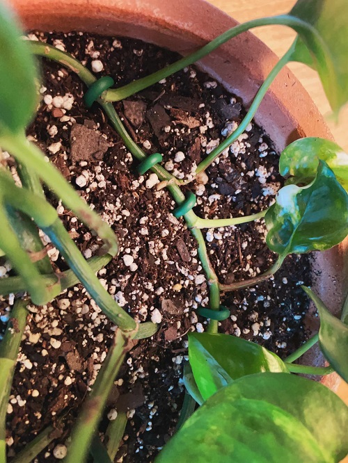 pothos soil mix