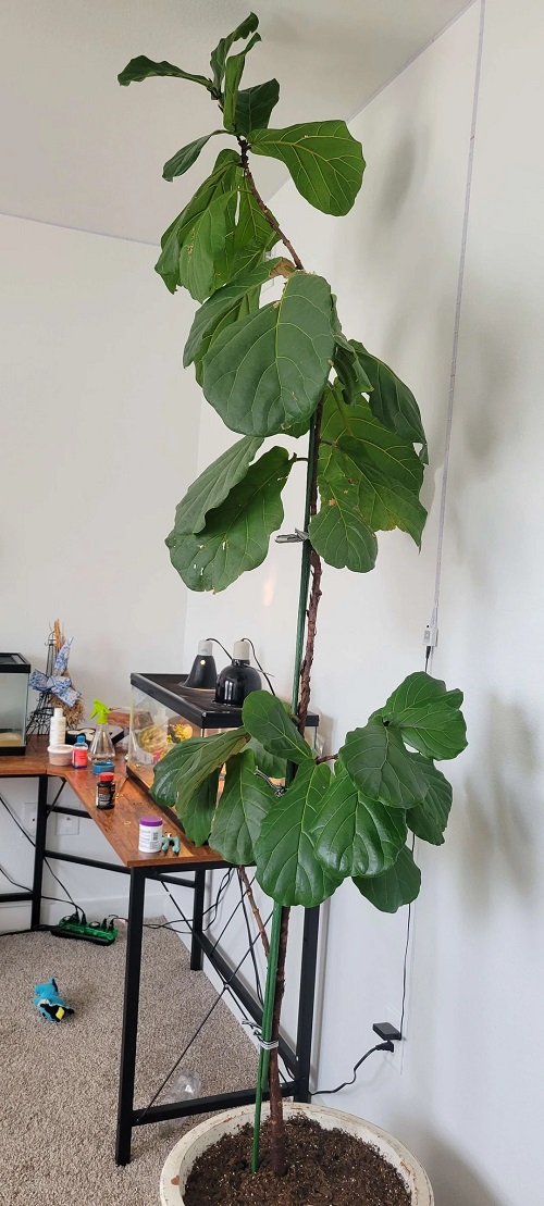 Support Stem Fiddle Leaf Fig