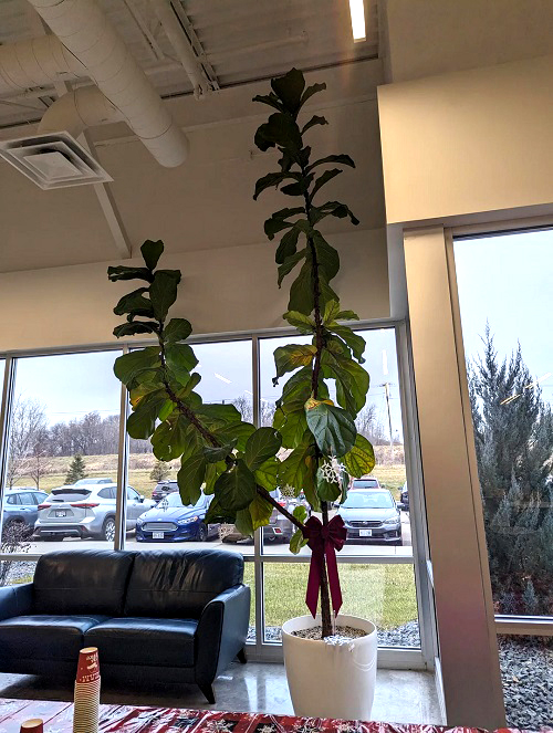 How to Train a Fiddle Leaf Fig into a Indoor Tree 1