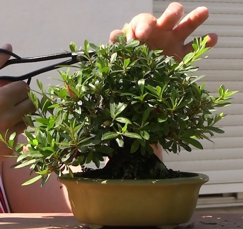 pruning Azalea Bonsai