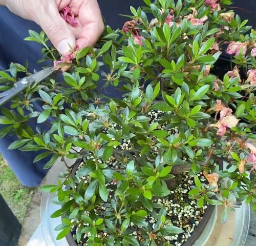 Removing the spent flowers
