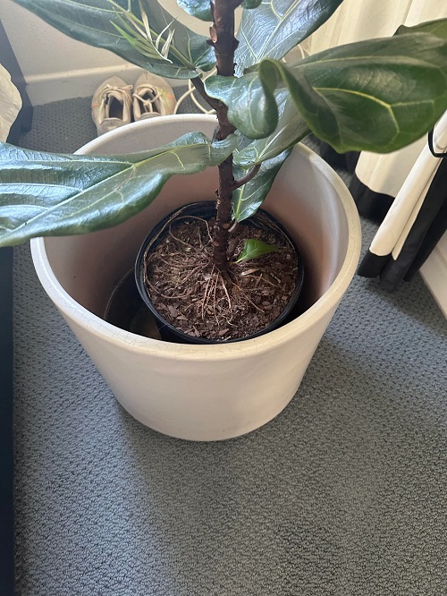 Repotting Fiddle Leaf Fig