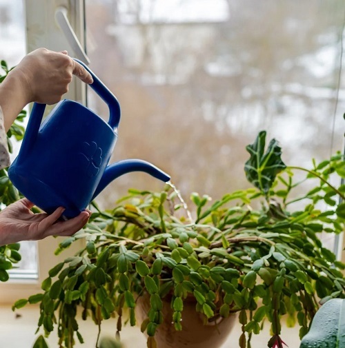 Mistakes that Ruin Christmas Cactus Blooms Every Year