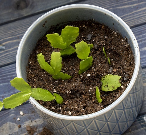 Using the Wrong Soil