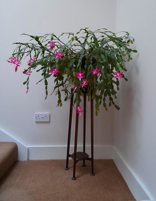 Mistakes that Ruin Christmas Cactus Blooms Every Year