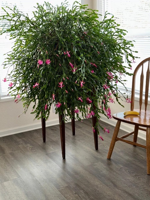christmas cactus near a window