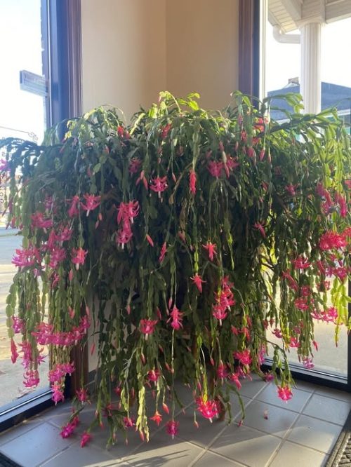 Moving the Plant at the Wrong Time