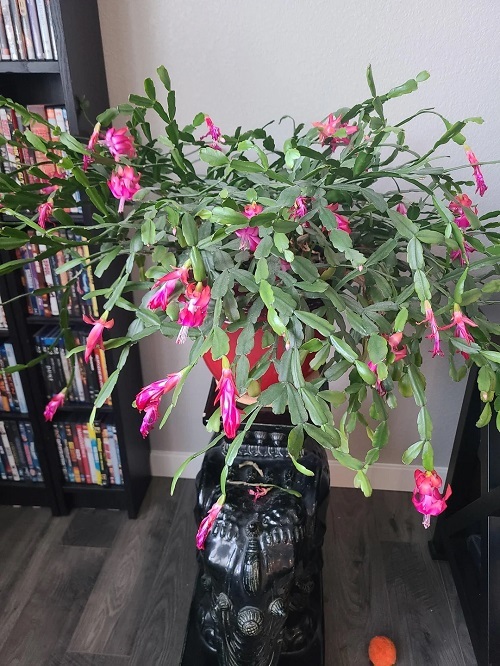 Mistakes that Ruin Christmas Cactus Blooms Every Year