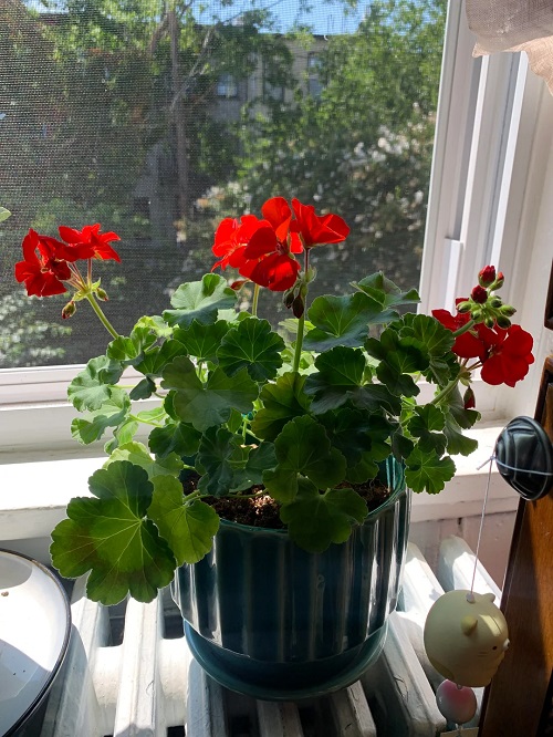 Best Spots to Grow Geraniums Indoors