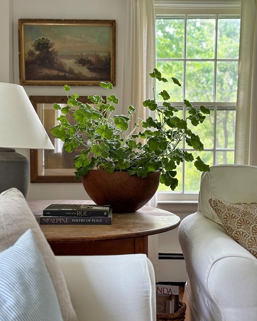 Geraniums in room