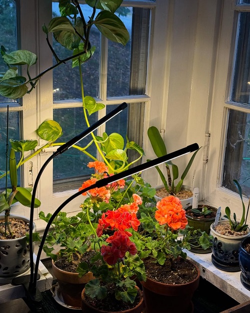 Geraniums grow light
