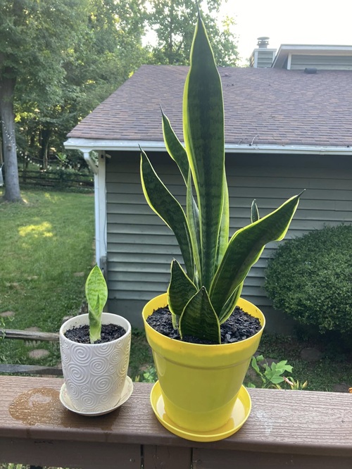 Homemade Fertilizers For Snake Plant You Should Try Once