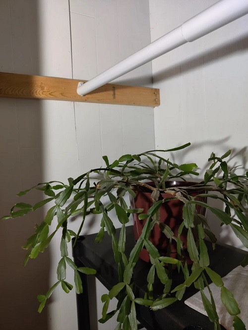 Christmas Cactus