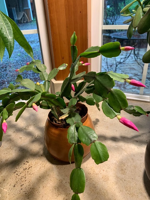 Mistakes that Kill Christmas Cactus Buds Before You Ever Notice 1
