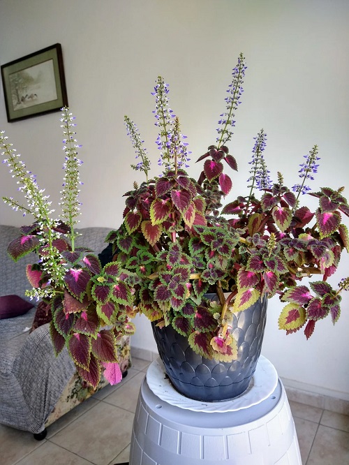 coleus flowers