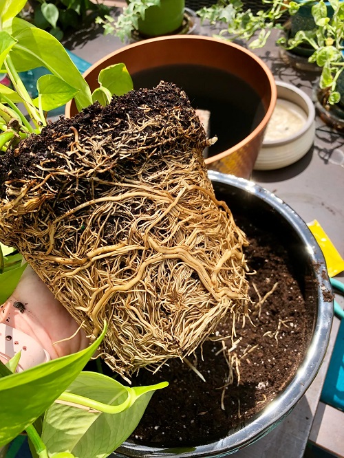pothos root bound